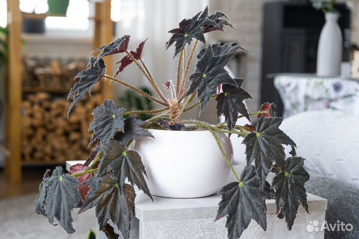 Бегония клеопатра