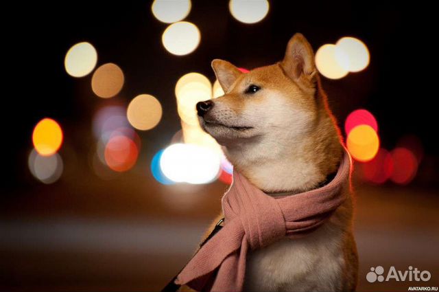 Передержка у кинолога