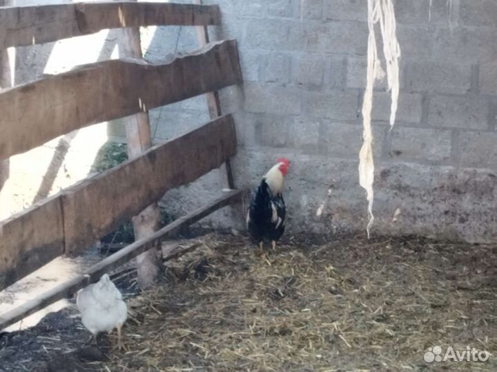 Петушки молодые