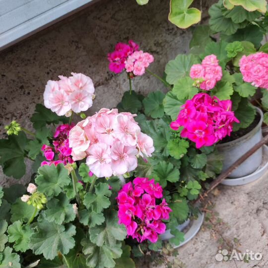 Пеларгонии сортовые, маточники и срезом
