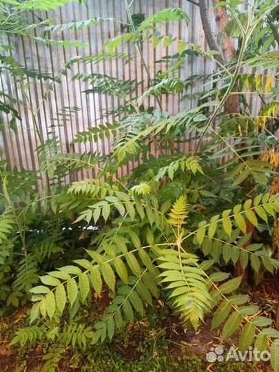 Саженцы сумах оленерогий