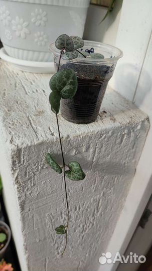 Церопегия Вуду