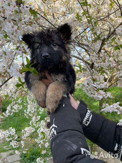 Щенки немецкой овчарки