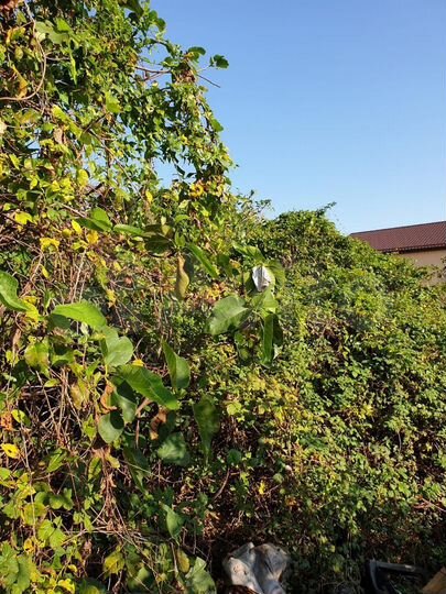 Участок 6,7 сот. (ИЖС)