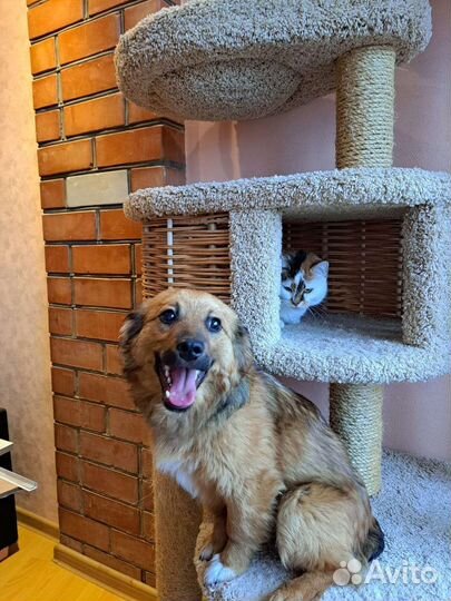 Маленькая собака