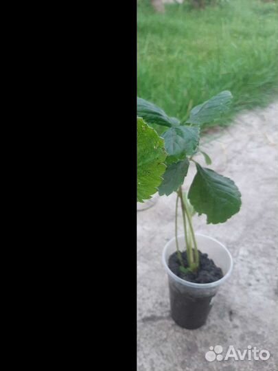 Рассада клубники