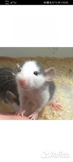 Крыса дамбо