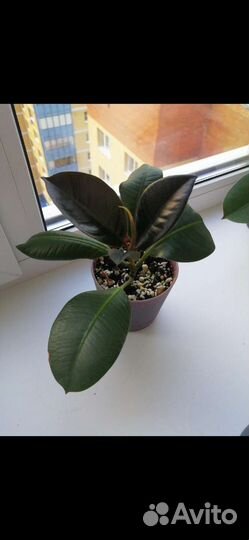 Фикус эластика
