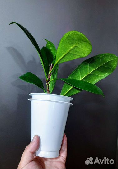 Комнатные цветы.Обновлен 16.09