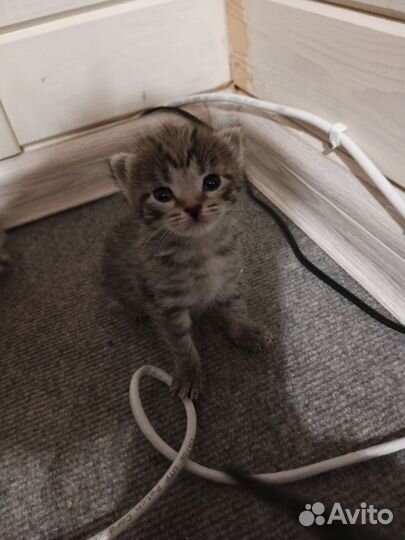 Британские котята
