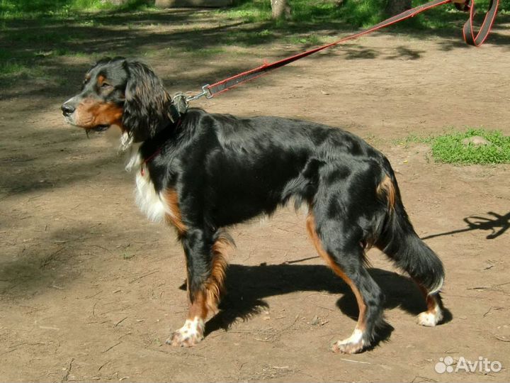 Английский сеттер, щенки