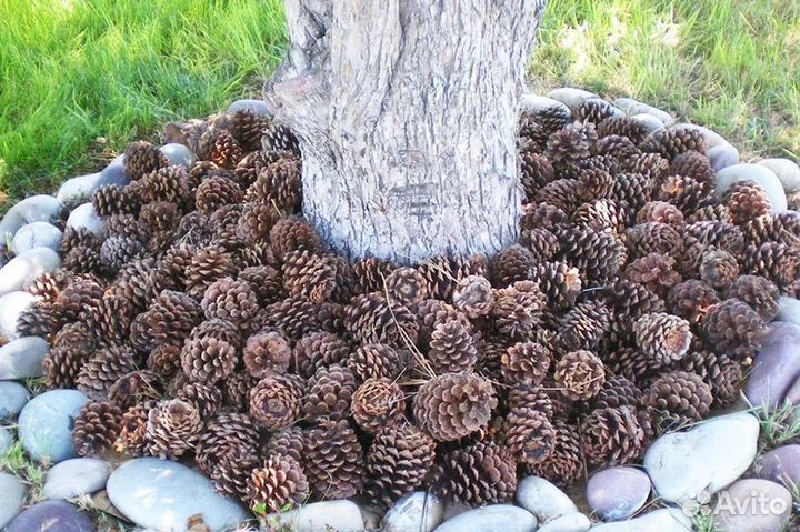 Шышки сосновые, мульчирование