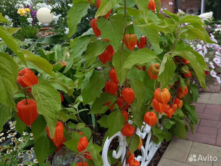 Физалис сухоцвет для букета.Натуральный Сухоцвет