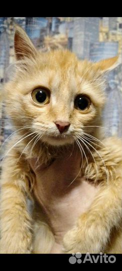 Ласковая малышка Вася/Василиса - 4мес