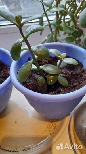 Крассула толстянка