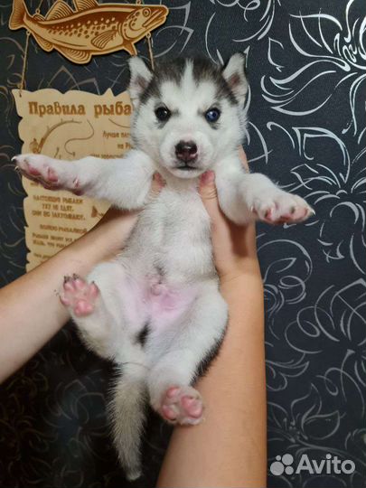 Продам хаски