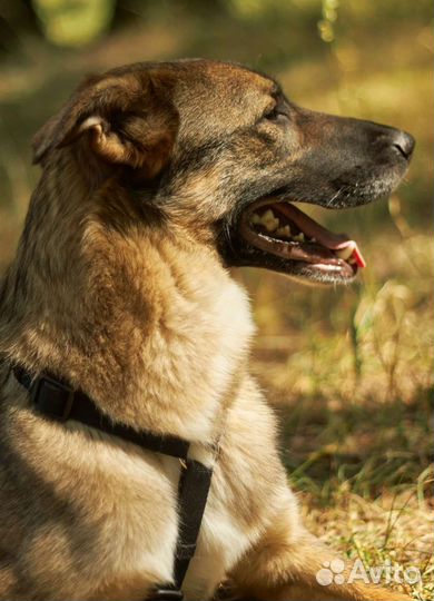 Многострадальный пес ищет любящих маму и папу