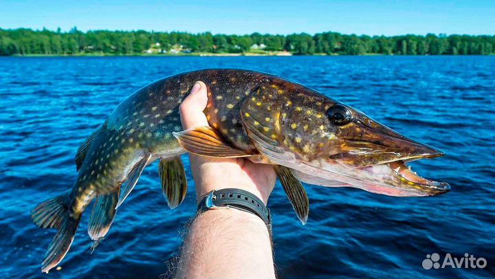 Свежая речная рыба