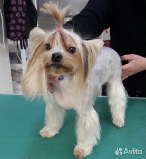 Груминг (стрижка собак) I грумер I Экспресс-линька