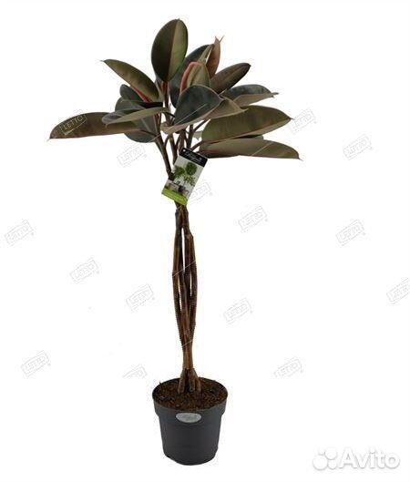 Фикус каучуконосный Бургунди переплетенный Ficus e