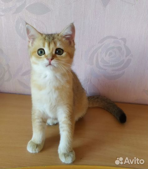 Шотландская девочка
