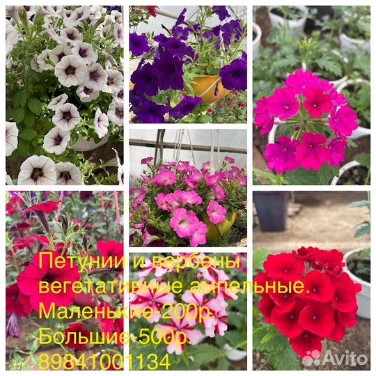 Вегетативная ампельная петуния и вербена