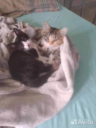 Отдаю бесплатно