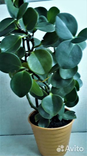 Цветок-растение комнатный 