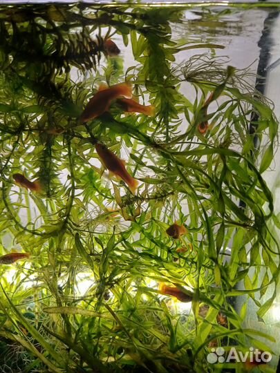 Продам рыбок,меченосцев