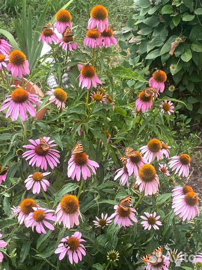 Эхинацея пурпурная