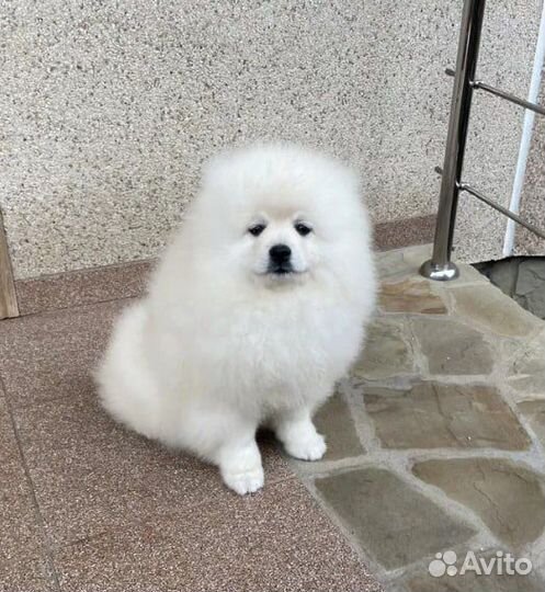 Пушистики померанского шпица для любящей семьи