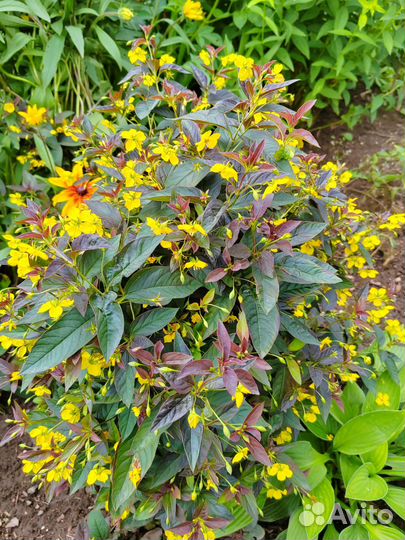 Многолетние цветы