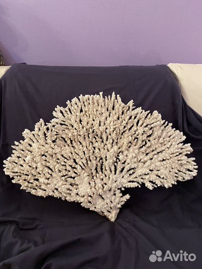 Морские кораллы