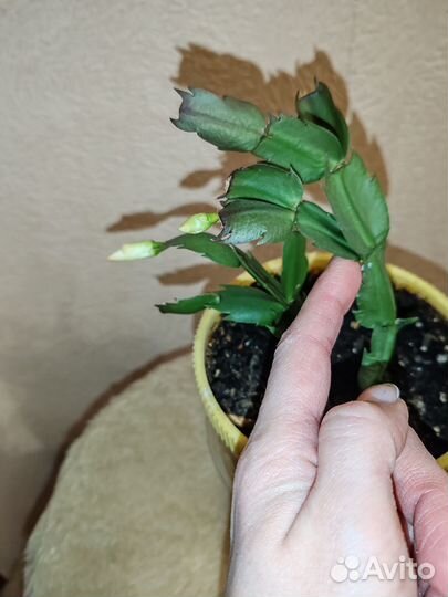 Декабристы жёлтый цветущий (с бутонами)