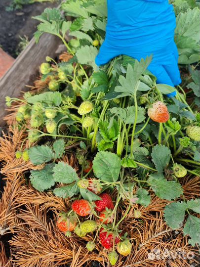 Ремонтантная клубника 