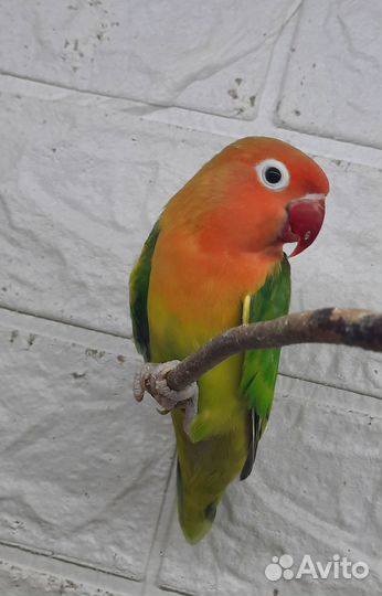 Попугай