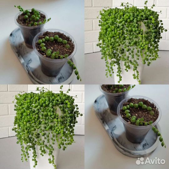 Молочай миля