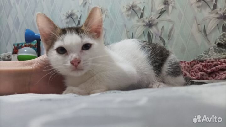 Котенок мальчик в добрые руки