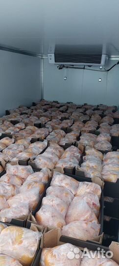 Куры домашний бройлер с Кавказа Халяль