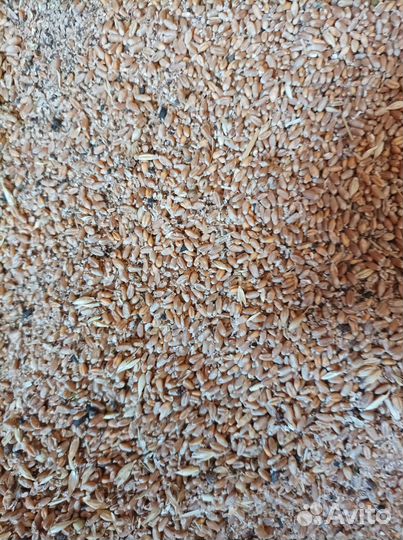 Зерновые отходы