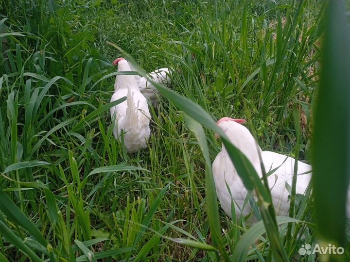 Куры несушки