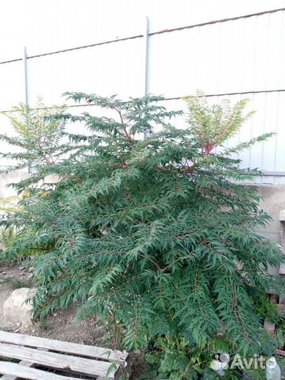 Сумах оленерогий 