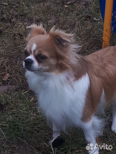 Чихуахуа вязка