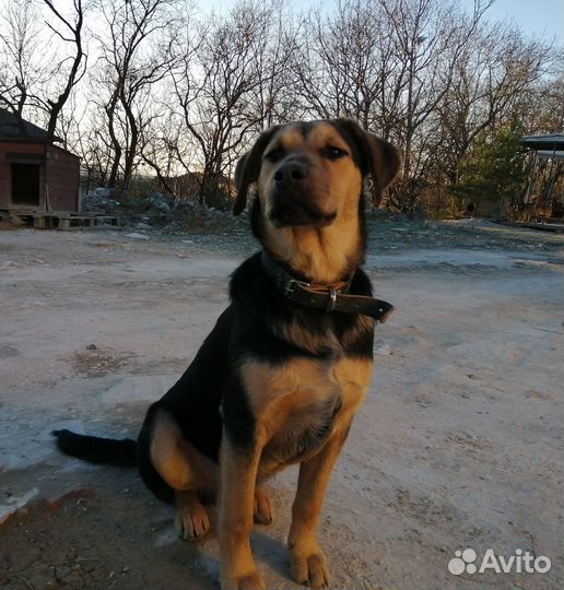 Собака в добрые руки