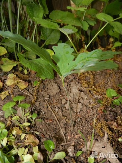 Саженцы дуба