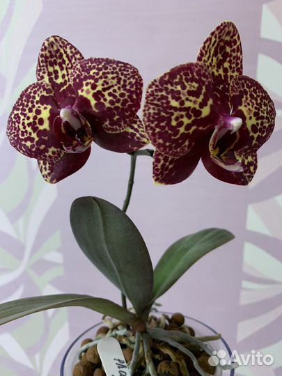 Фаленопсис