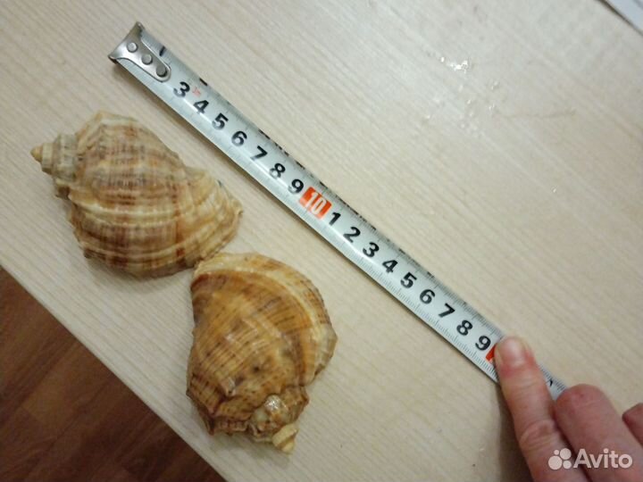 Ракушки морские 2 шт