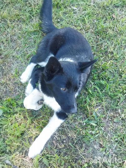 Щенок дворняжка в добрые руки