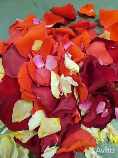 Лепестки роз