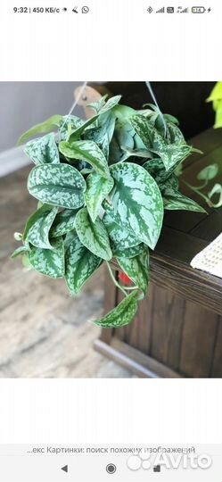 Сциндаптус ростки